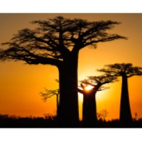 African Renaissance Partners, LLC