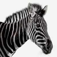Investec