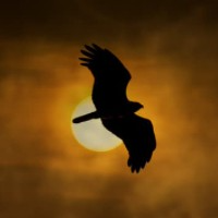 Falcon Eclipse Ventures